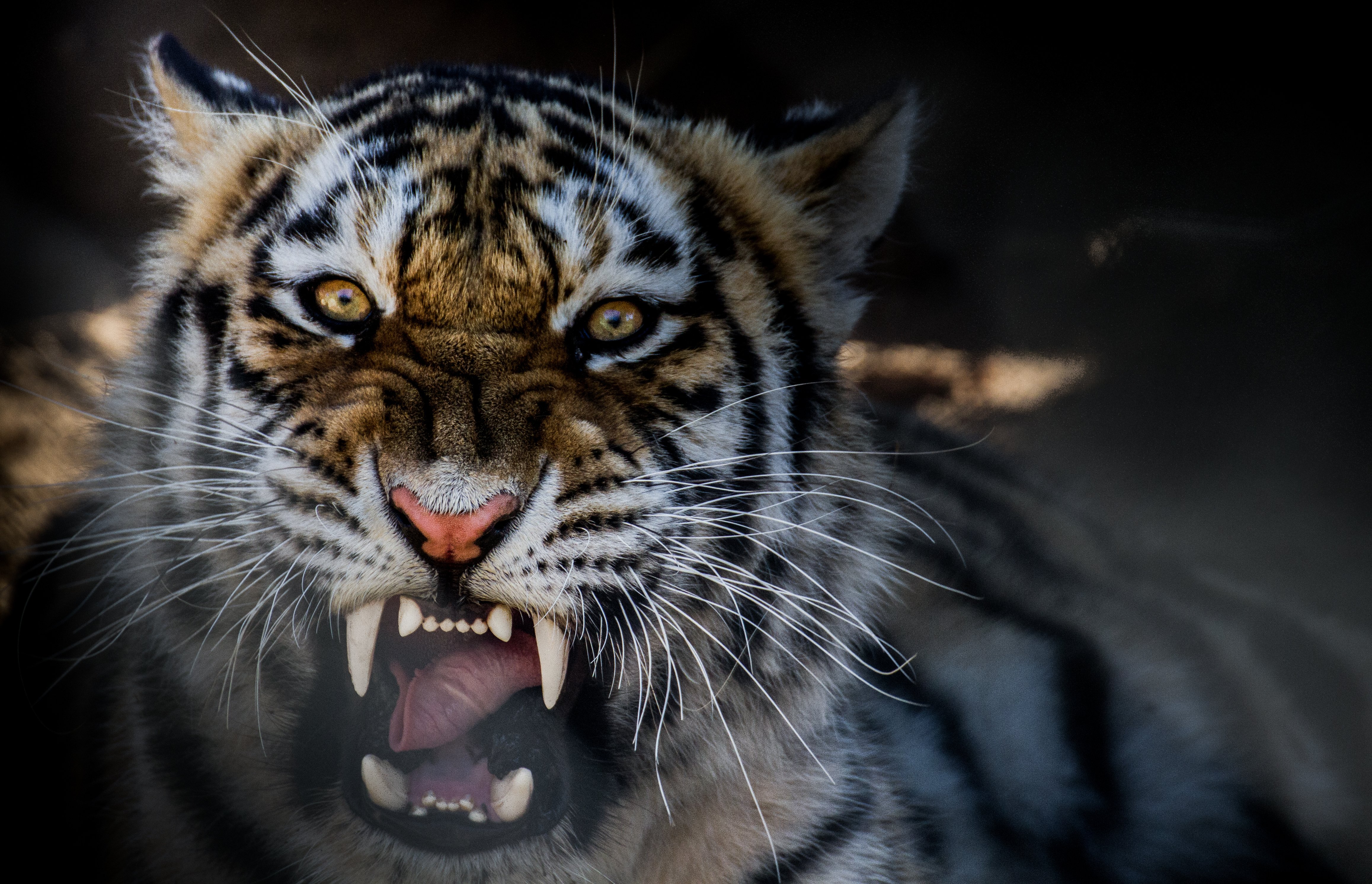 #tiger, #growling, #animal - Зверь Тигр , HD Wallpaper & Backgrounds