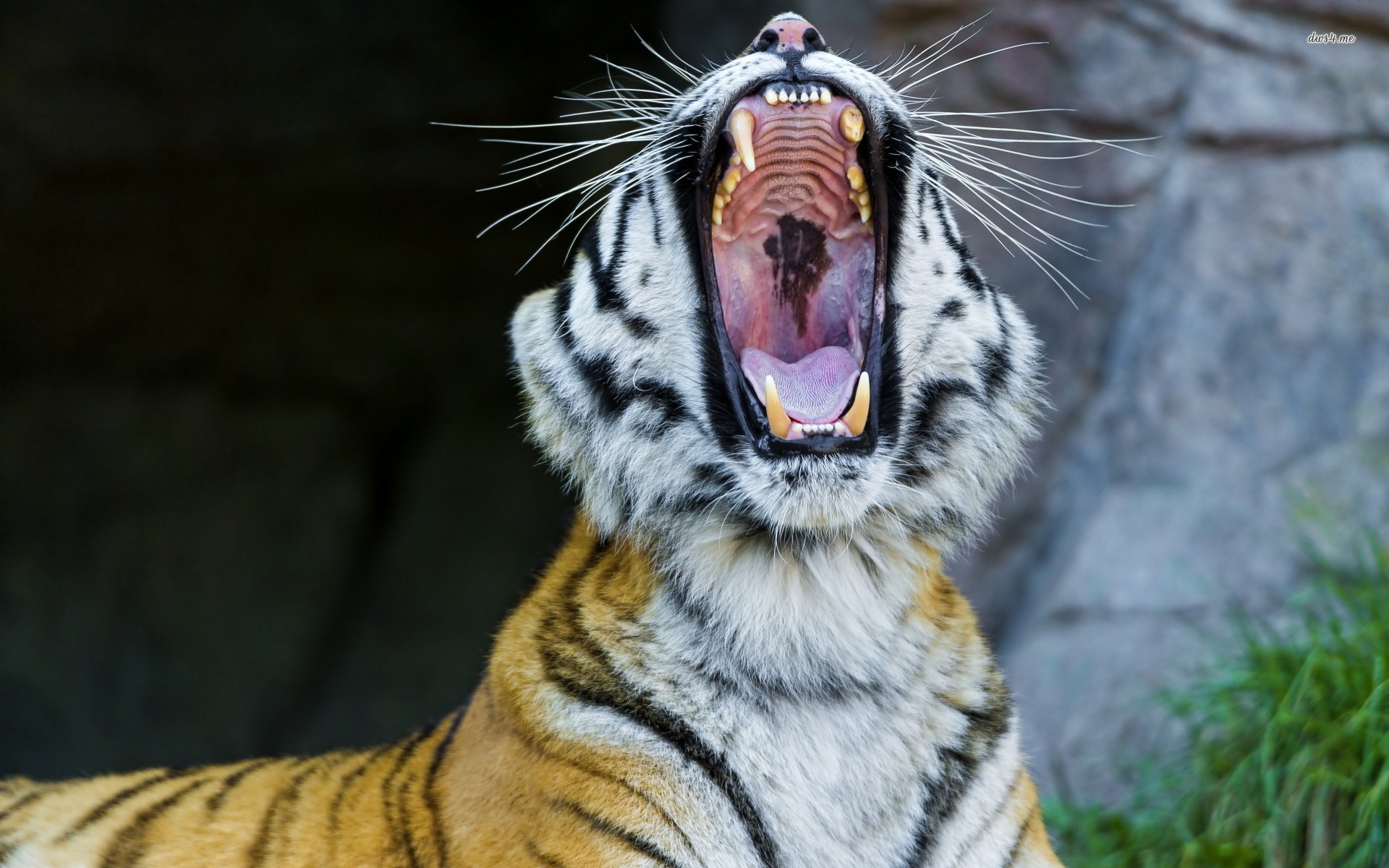 Tiger Roaring Wallpaper - Зевающий Тигр , HD Wallpaper & Backgrounds