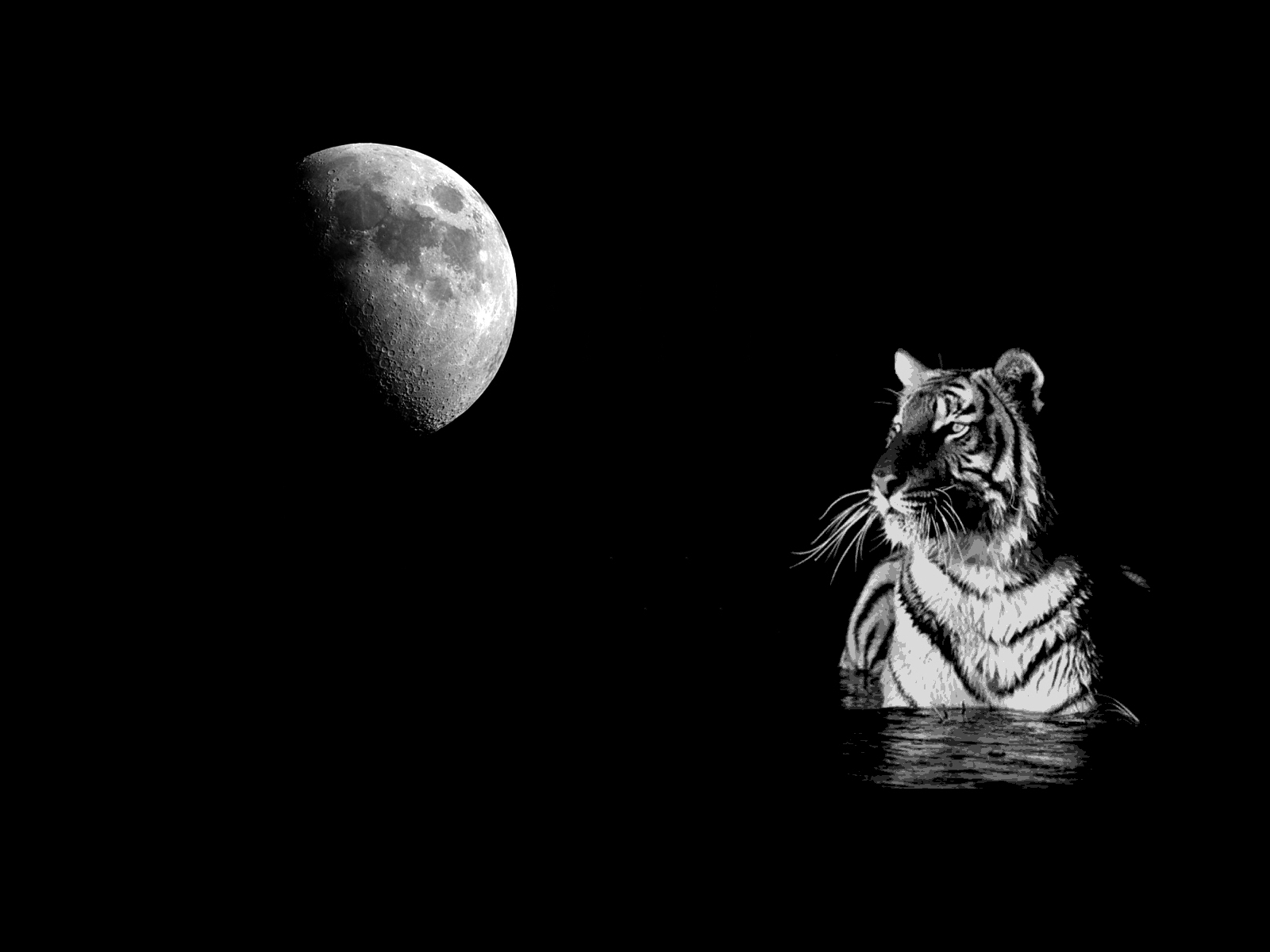 White Tiger Black Background , HD Wallpaper & Backgrounds