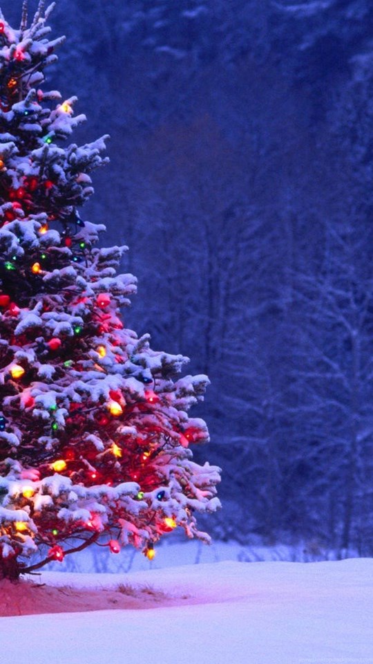 Android Hd - Outdoor Decorated Christmas Tree , HD Wallpaper & Backgrounds