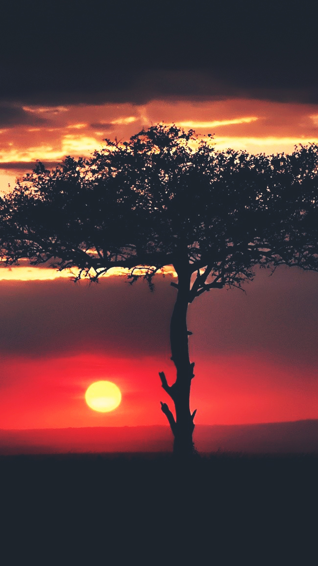 Sunset African Tree Savannah Android Wallpaper - Nu This Land Original Mix , HD Wallpaper & Backgrounds