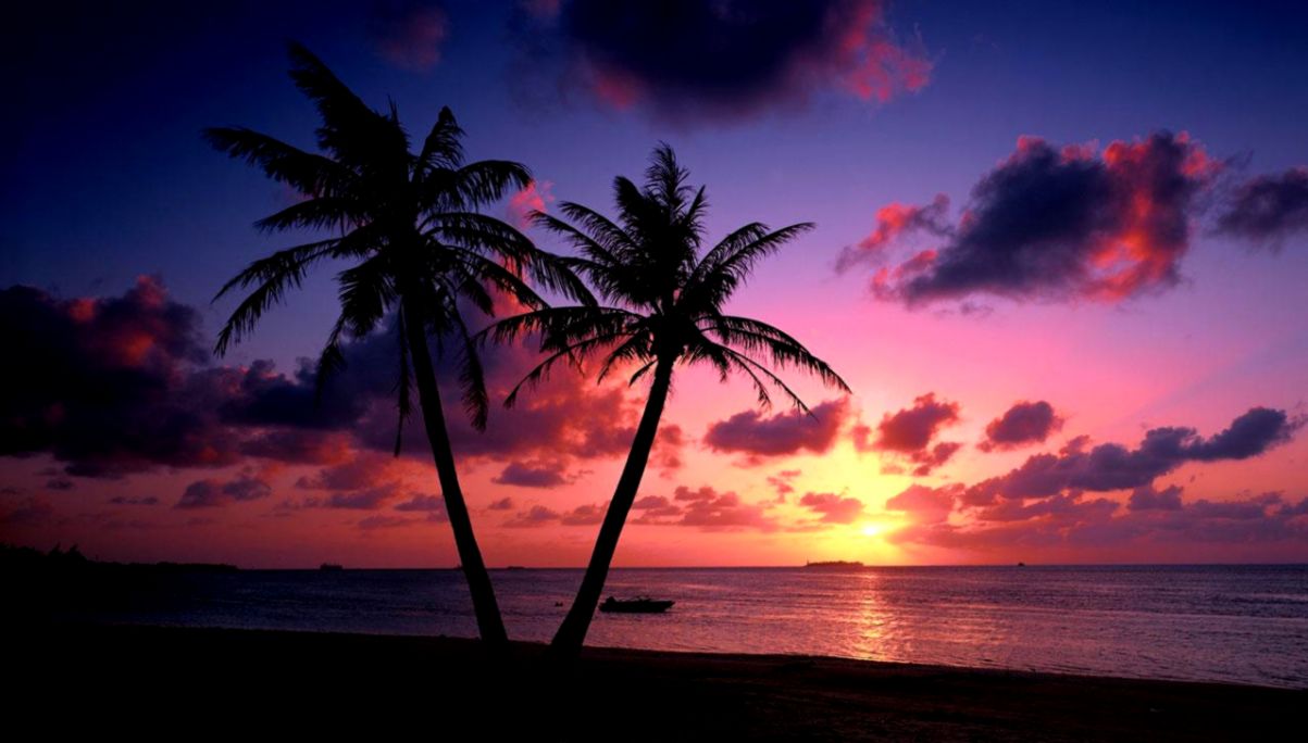 View Original Size - Palm Tree Sunset , HD Wallpaper & Backgrounds