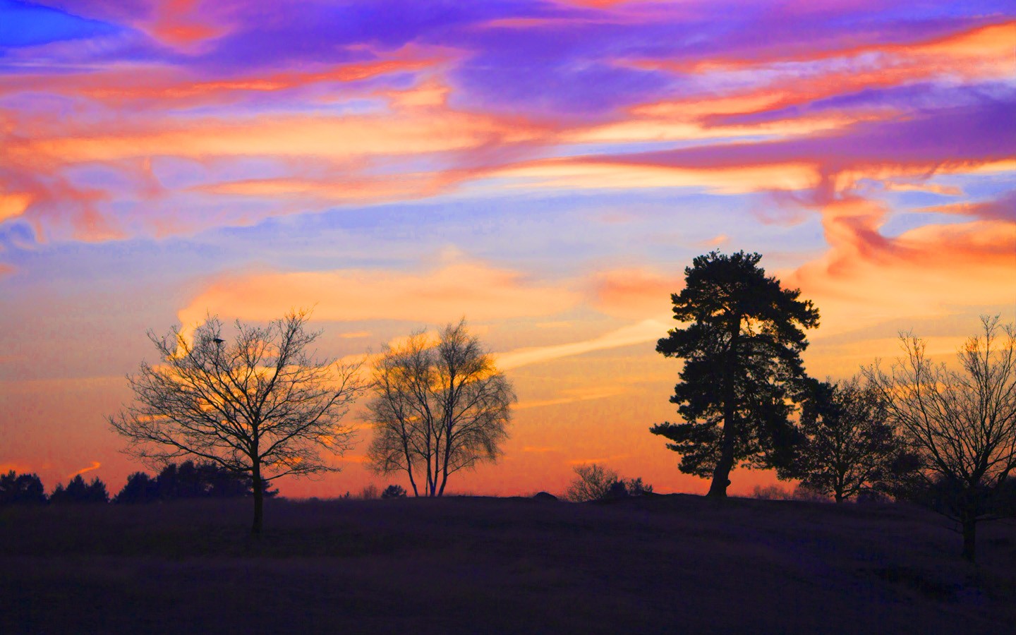 Tree Glow Forest Sun Wallpaper Sunset For Android Afterglow