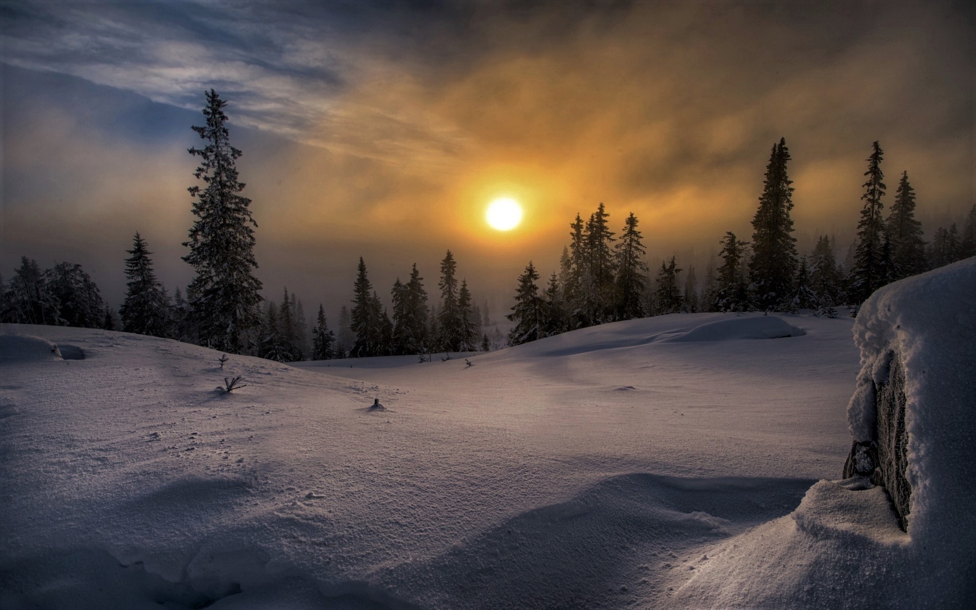 Winter Sunset Hd Wallpaper - Norway Pine Tree Snow , HD Wallpaper & Backgrounds
