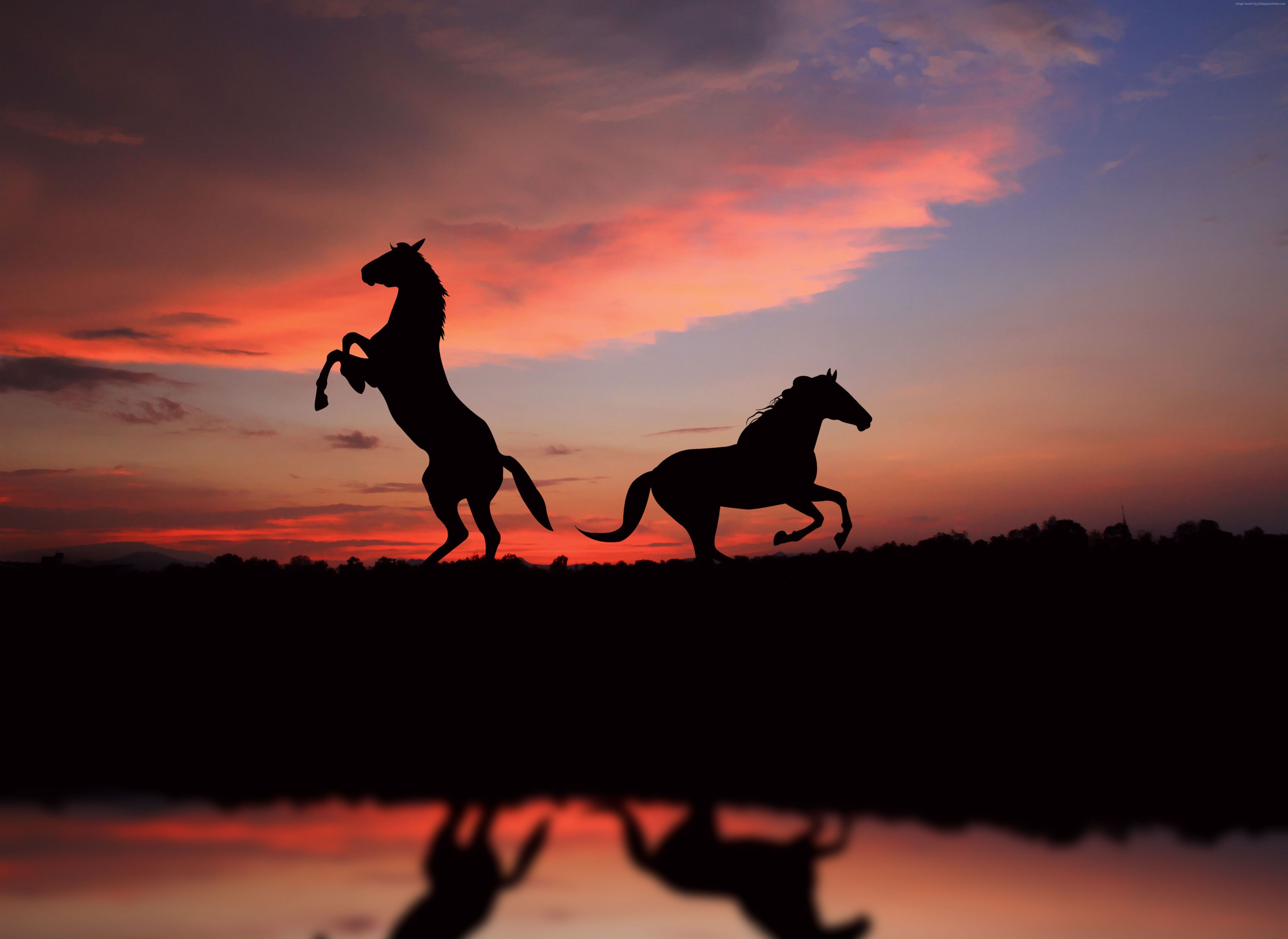 Animals, Dog, Beach, Sunset Wallpapers Hd / Desktop - Horses In The Sunset , HD Wallpaper & Backgrounds