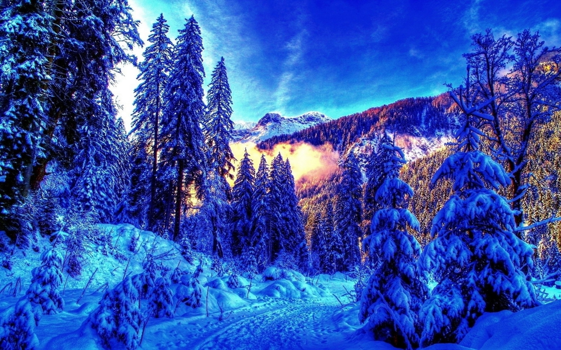 4k Winter Wallpapers High Quality - Snowy Pine Trees Forest , HD Wallpaper & Backgrounds