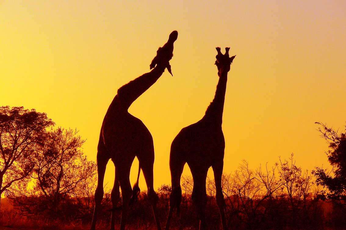 Giraffe Sunset Wallpaper Mobile - Kruger National Park South Africa , HD Wallpaper & Backgrounds