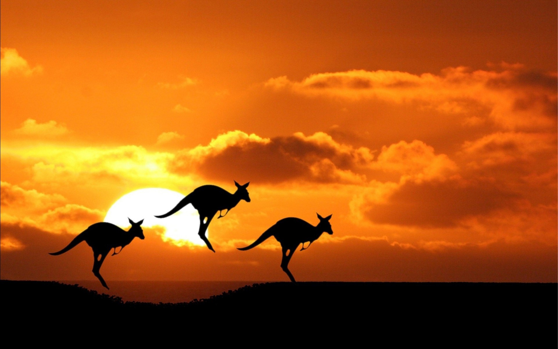 Australian Kangaroo During Sunset Wallpapers - Australia Hd , HD Wallpaper & Backgrounds
