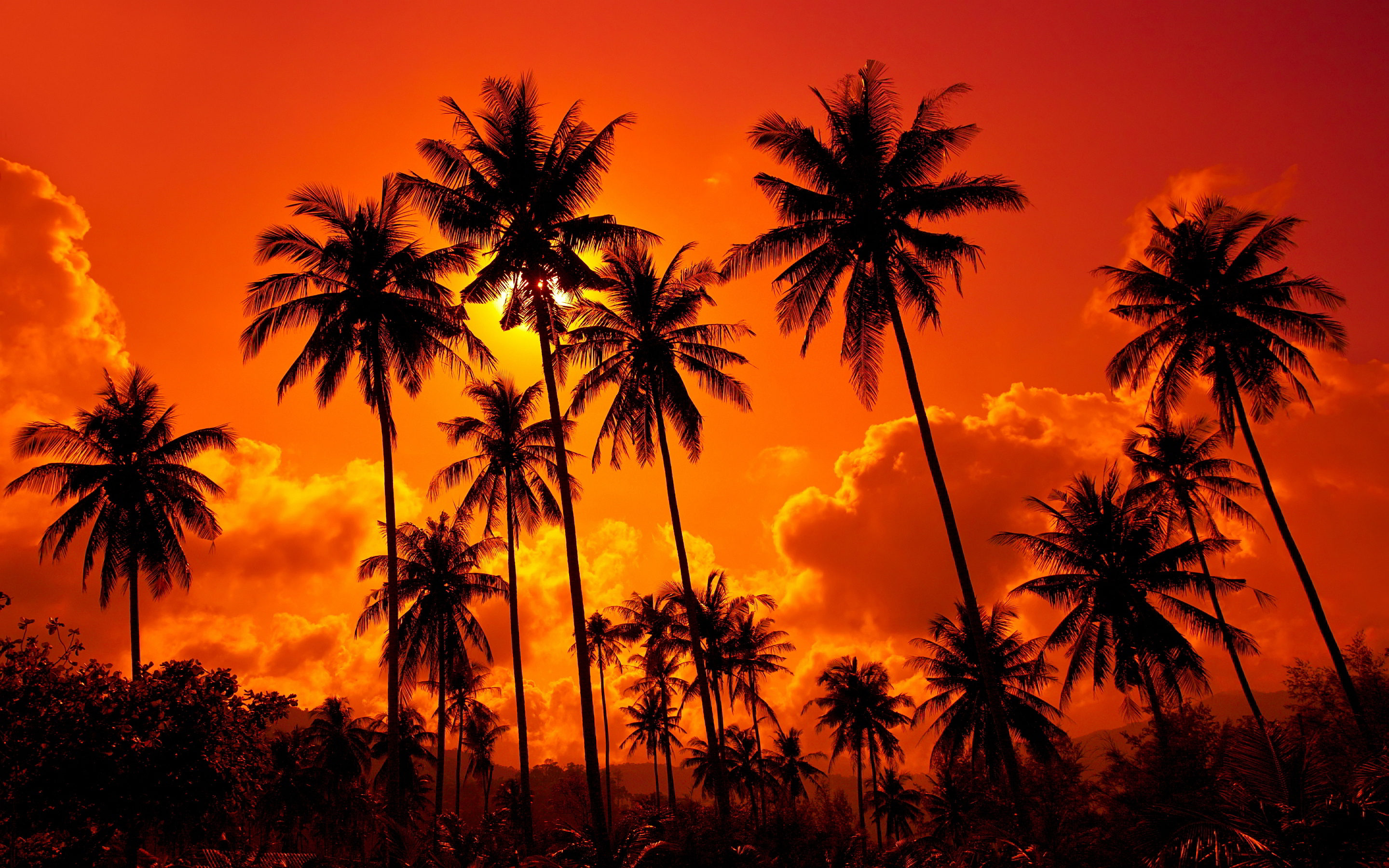 Download Original Resolution - Coconut Trees Beach Sunset , HD Wallpaper & Backgrounds