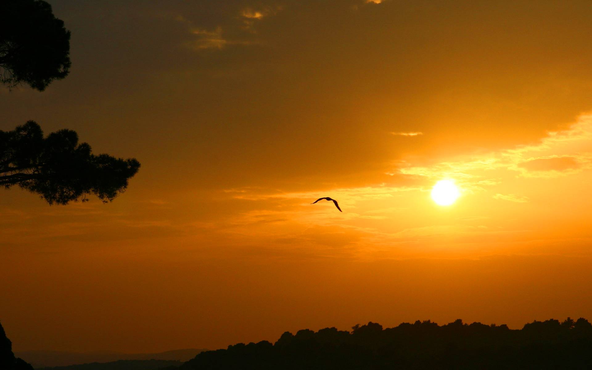 Bird Sunset Sky , HD Wallpaper & Backgrounds