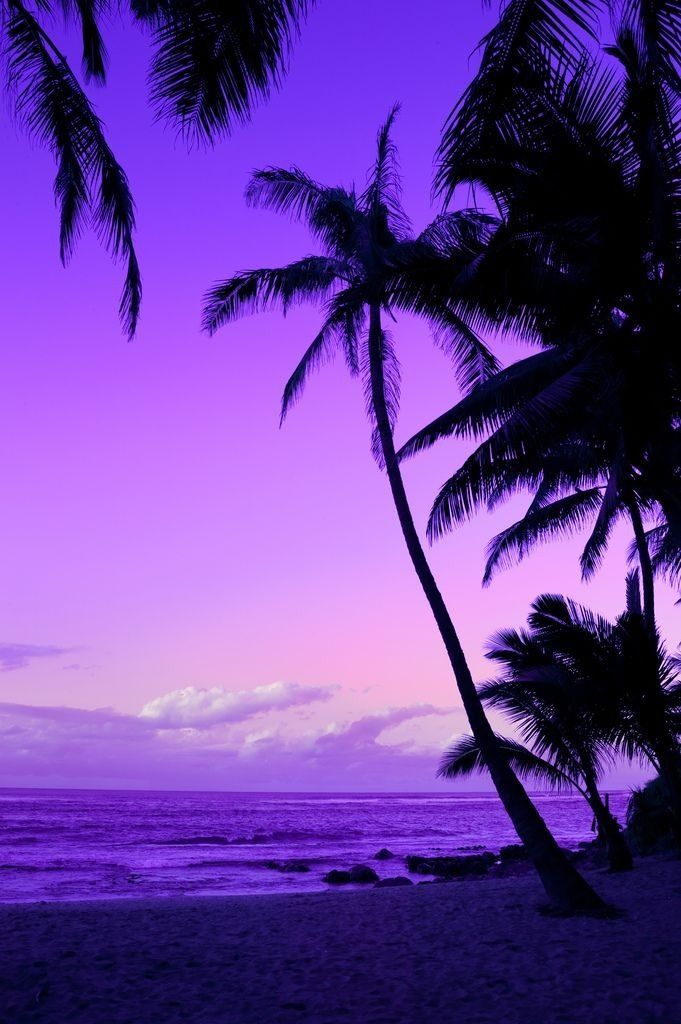 Purple Sunset Wallpaper - Palm Trees Sunset Purple , HD Wallpaper & Backgrounds