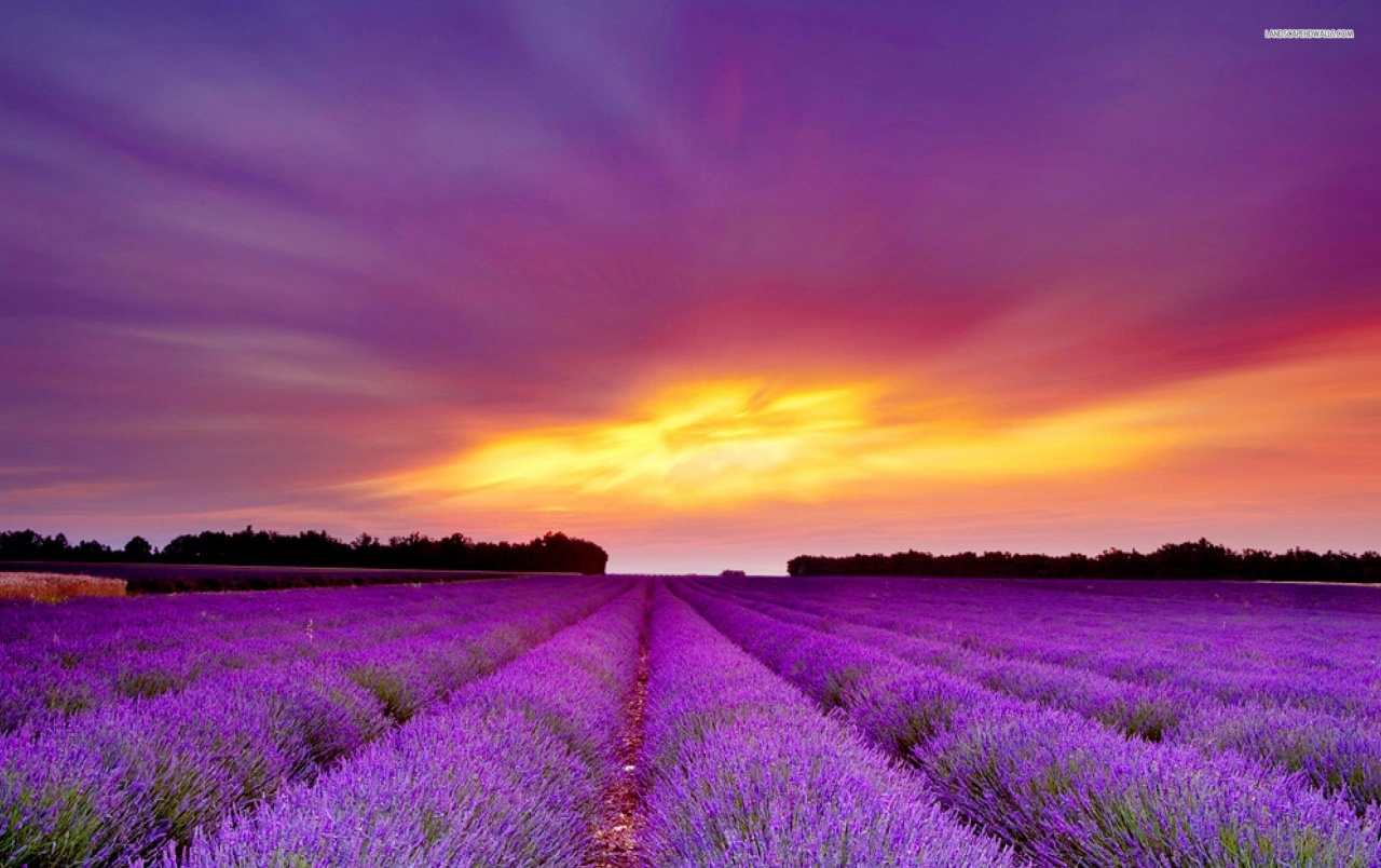 Originalwide Lavender Field & Purple Sunset Wallpapers - Lavender Wallpaper Hd , HD Wallpaper & Backgrounds