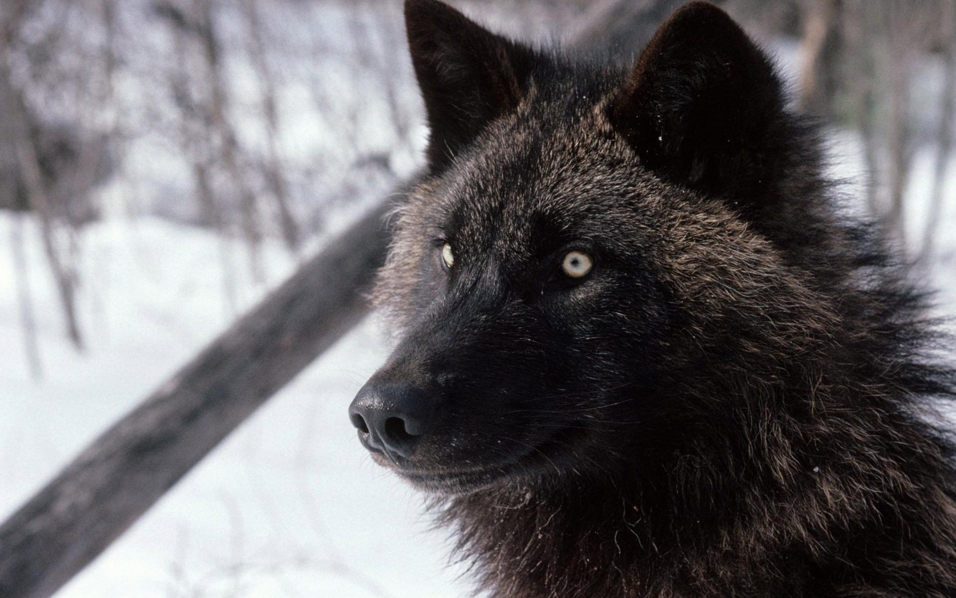 Awesome Dark Black Wolf Wallpaper Hd 1920p - Real Wolves , HD Wallpaper & Backgrounds