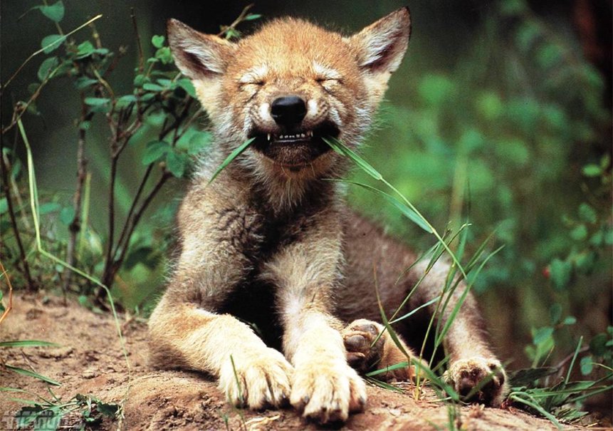 Image Babywhitewolfwallpapers Animals National Geographic - Red Wolf Puppy , HD Wallpaper & Backgrounds