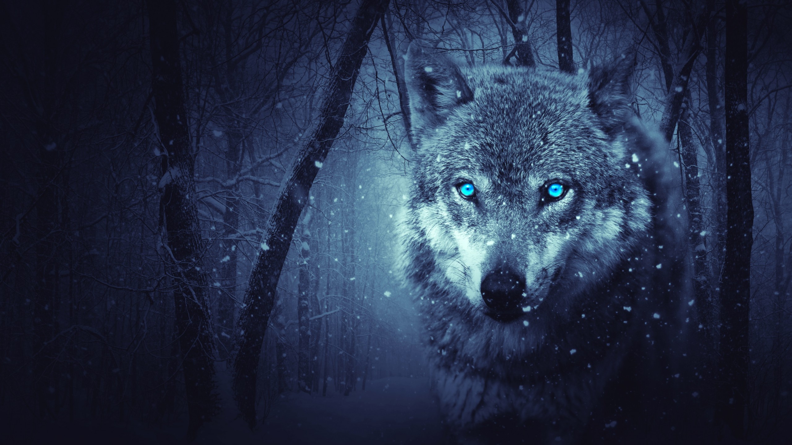 Animals / Wild Wolf Wallpaper , HD Wallpaper & Backgrounds