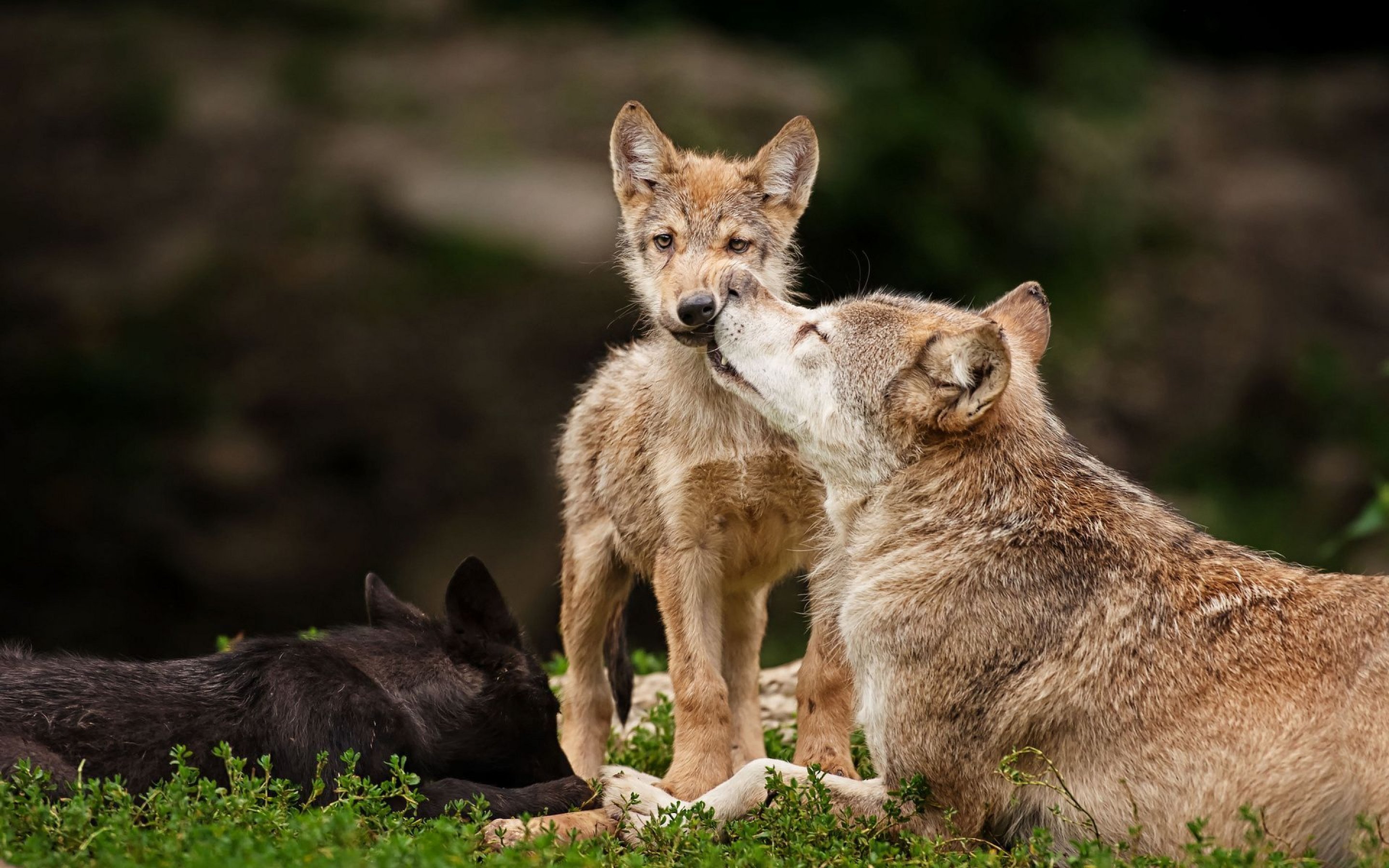 Baby Wolf Wallpaper Ch33b - Wolf Pups , HD Wallpaper & Backgrounds