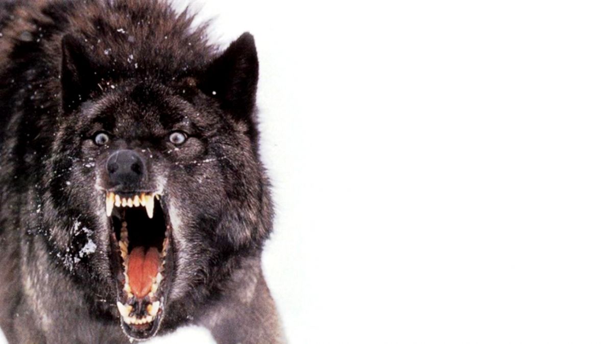 51 Wolf Wallpaper In Hd 4k For Iphone 5 6 7 And Android - Wolf Hd , HD Wallpaper & Backgrounds