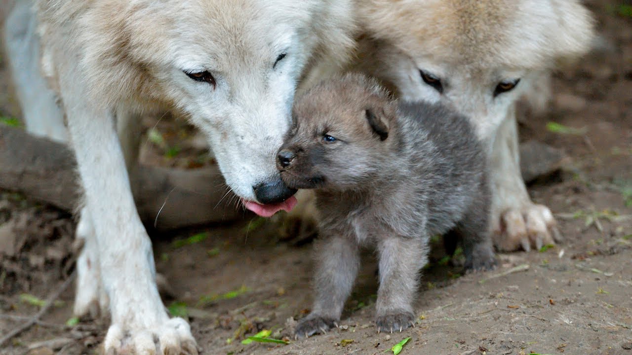 Baby Wolf With Parents , HD Wallpaper & Backgrounds
