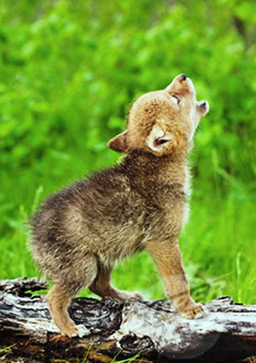 Facts About Baby Wolves - Baby Wolf , HD Wallpaper & Backgrounds