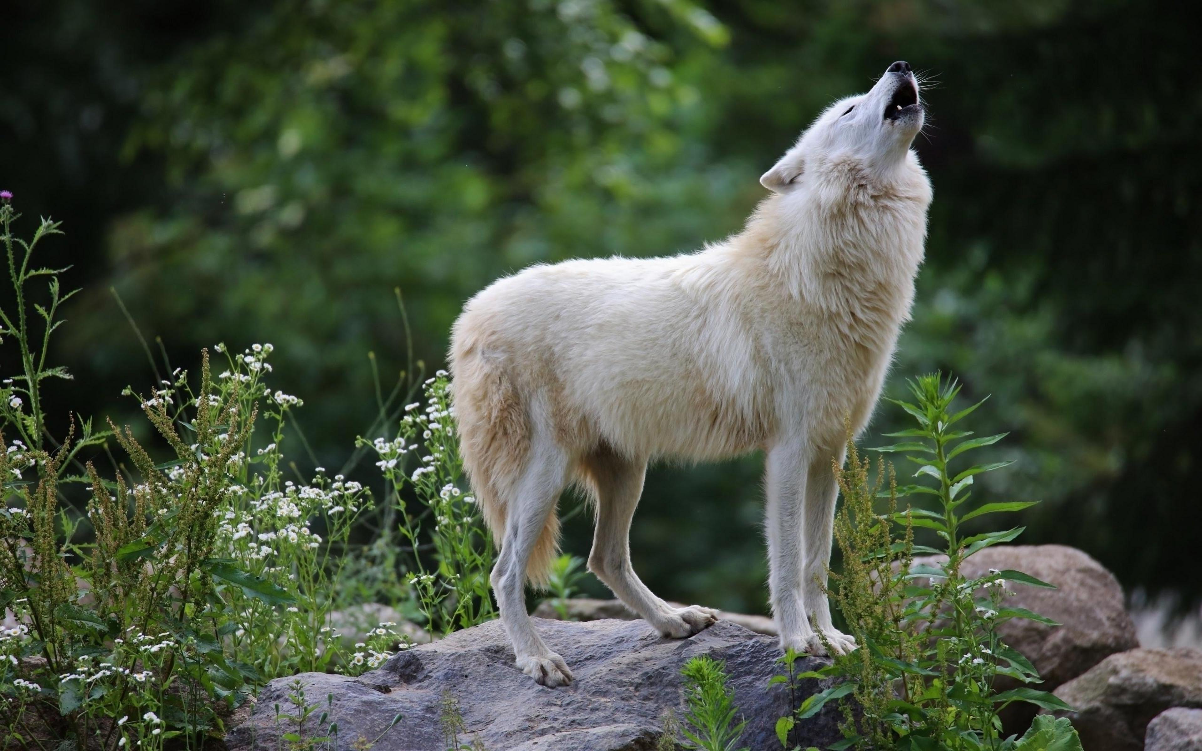 White Wolf Wolf Animals Hd Wallpapers Desktop Backgrounds - Ultra White Wolf 4k , HD Wallpaper & Backgrounds