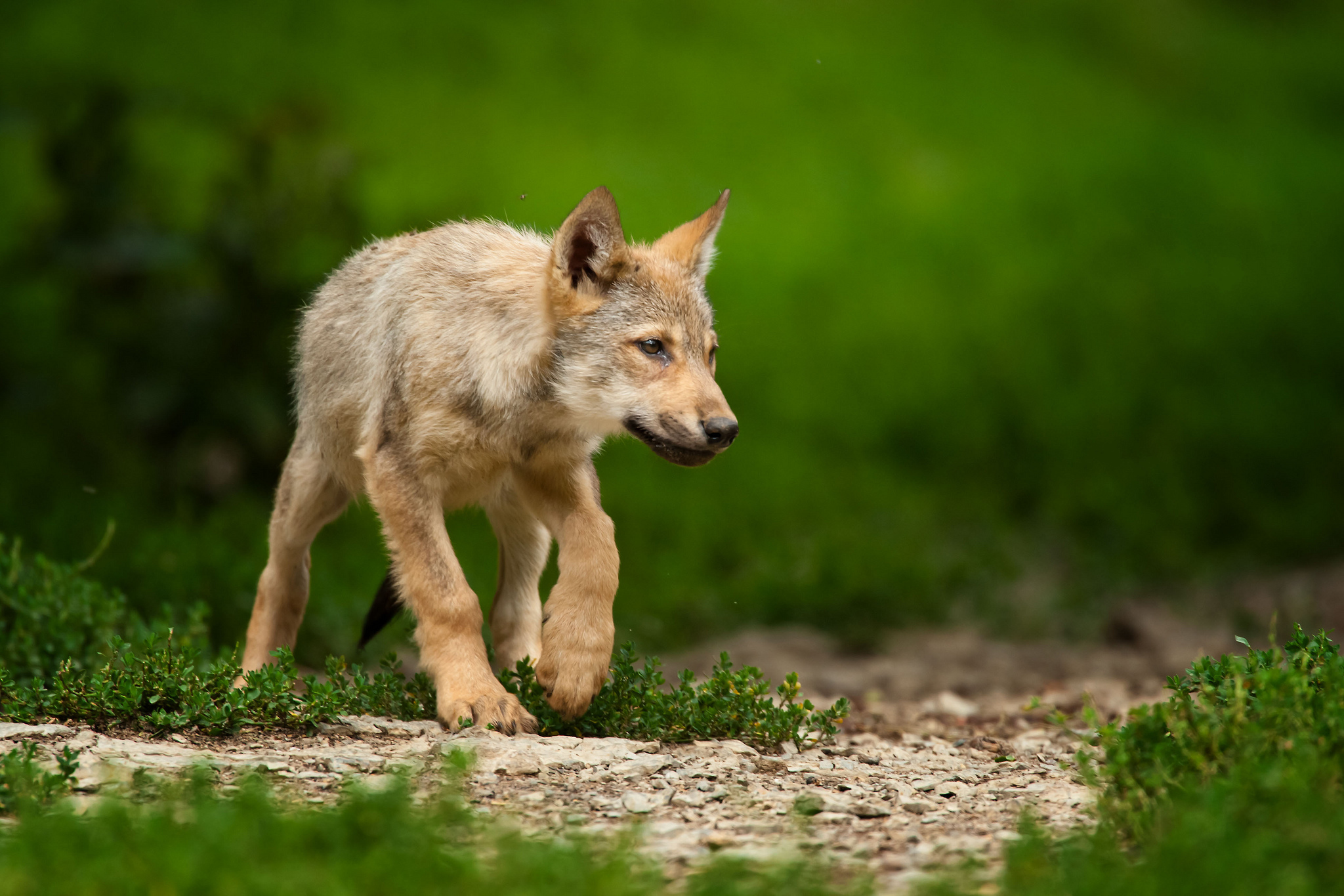 Cute Baby Pup Wolf , HD Wallpaper & Backgrounds