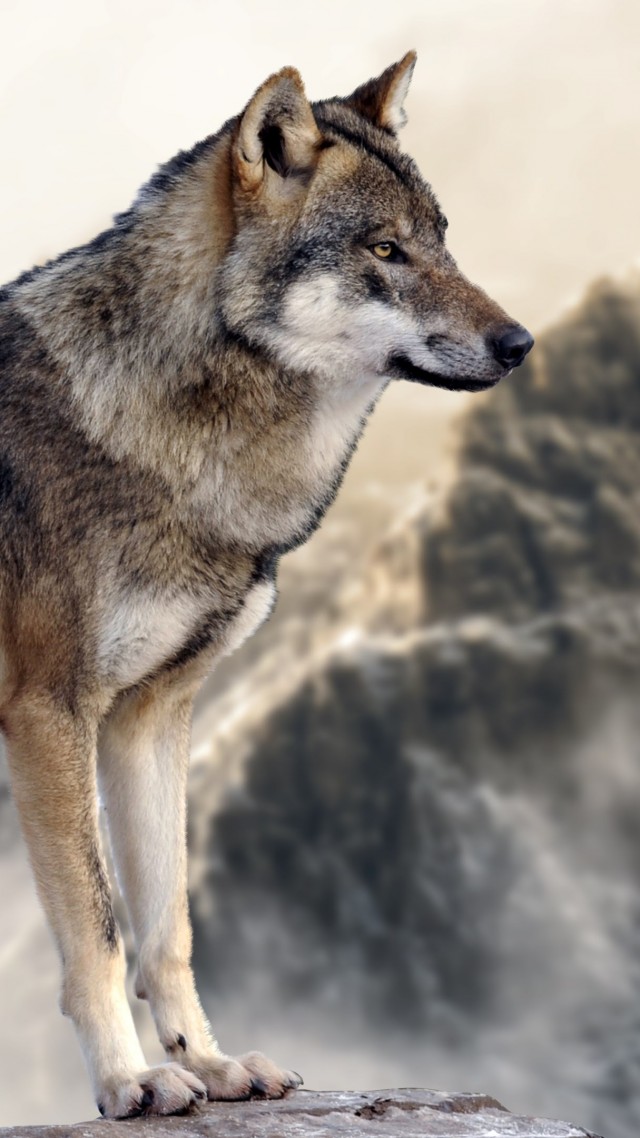 Wallpaper Wolf, Mountain, 4k, Animals - Wolf Grey 8k , HD Wallpaper & Backgrounds