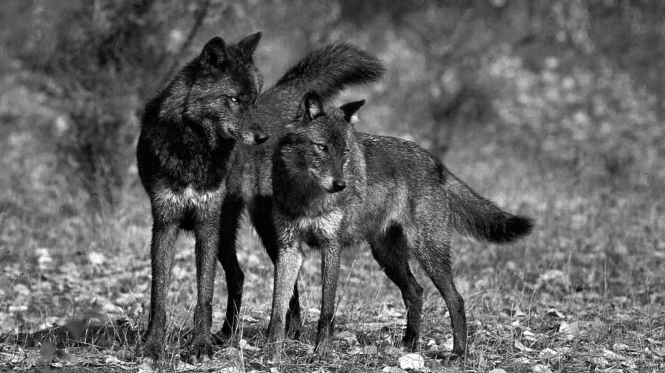 Black Wolves Wallpaper - Two Black Wolves , HD Wallpaper & Backgrounds