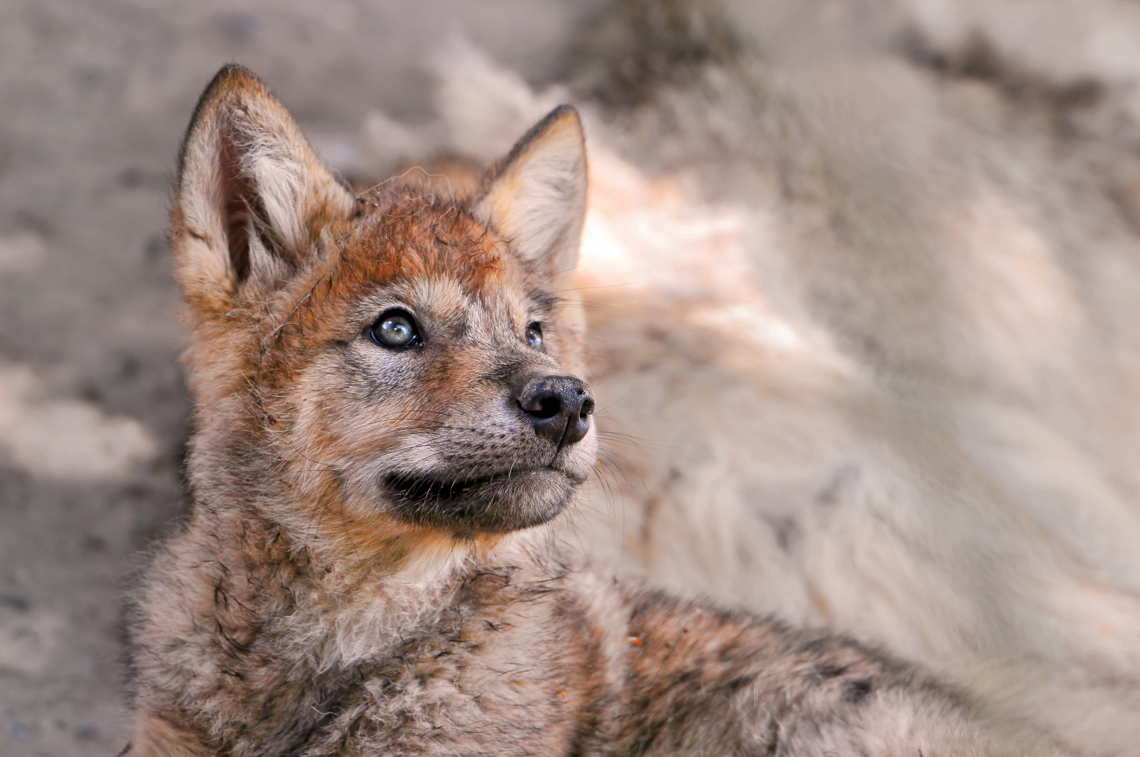 Red Wolf Images - Lobo Rojo Cachorro , HD Wallpaper & Backgrounds
