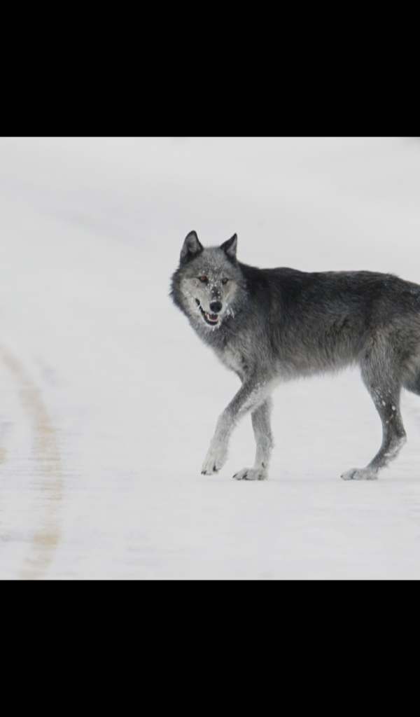 Product Details - Black And Grey Wolf , HD Wallpaper & Backgrounds