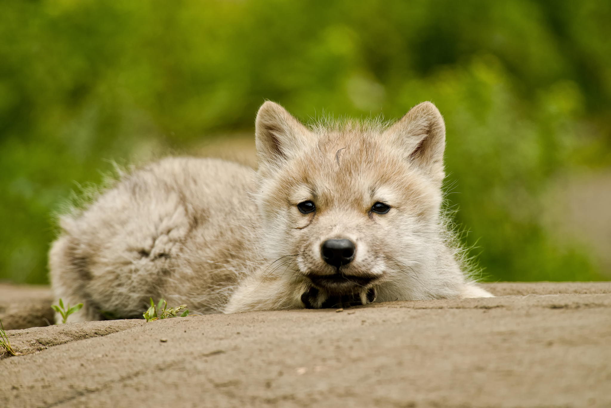 Cutest Arctic Wolf Background , HD Wallpaper & Backgrounds