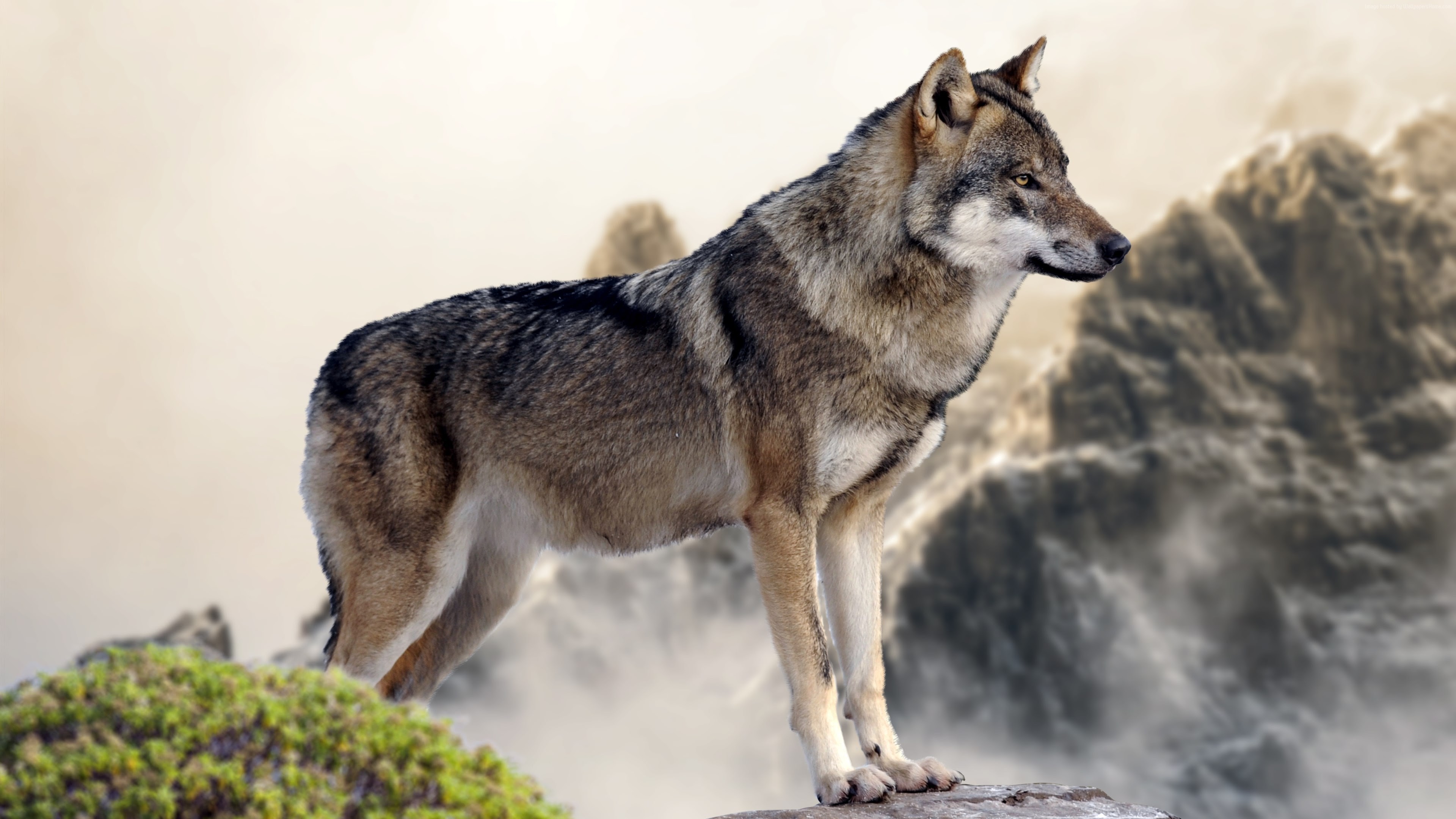 #wolf, #mountain, #4k - Wolf 4k , HD Wallpaper & Backgrounds