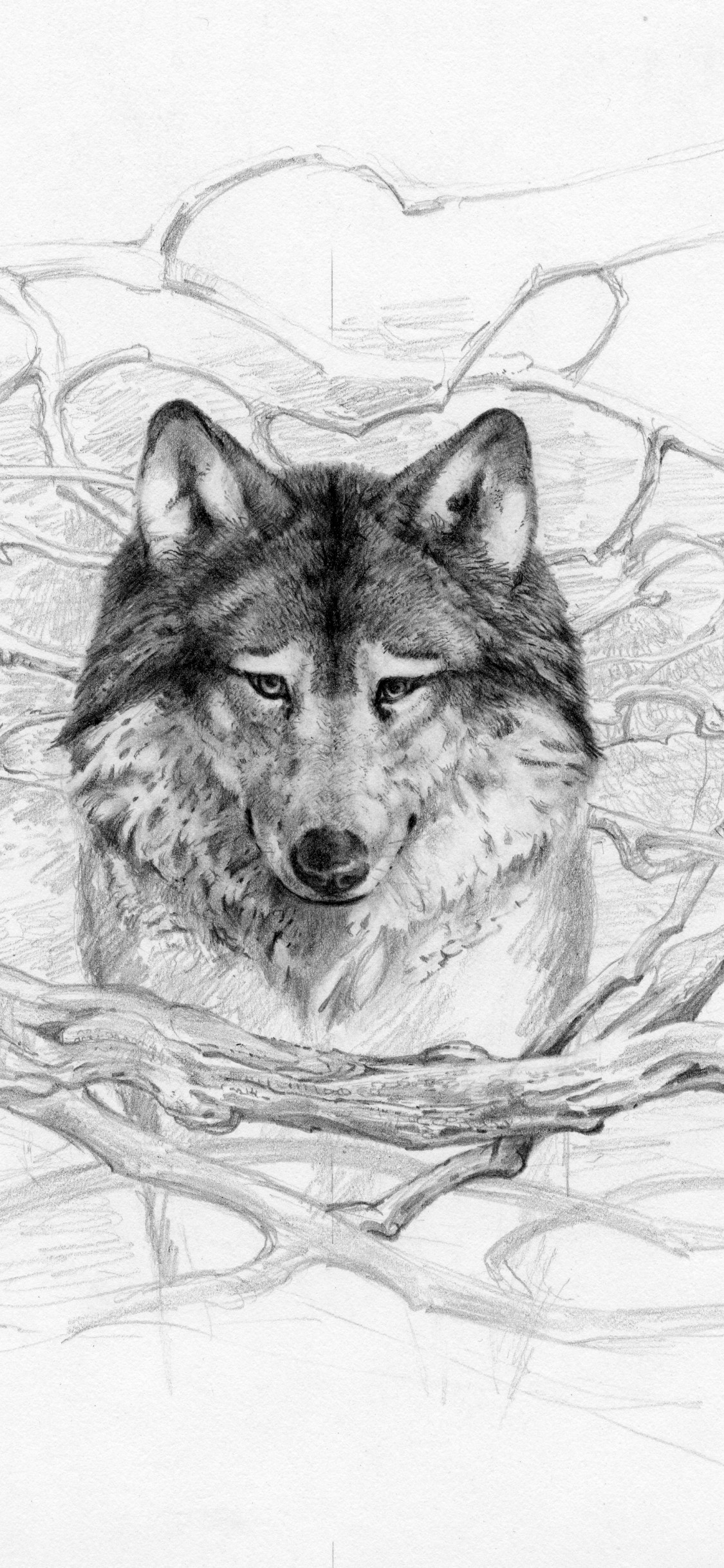 Download Wallpaper Lone Wolf 500 Gram Cake Lone Wolf - Wolf , HD Wallpaper & Backgrounds