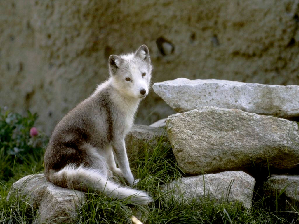 Gray Wolf Wallpapers - Fond D Écran Bébé Loup , HD Wallpaper & Backgrounds