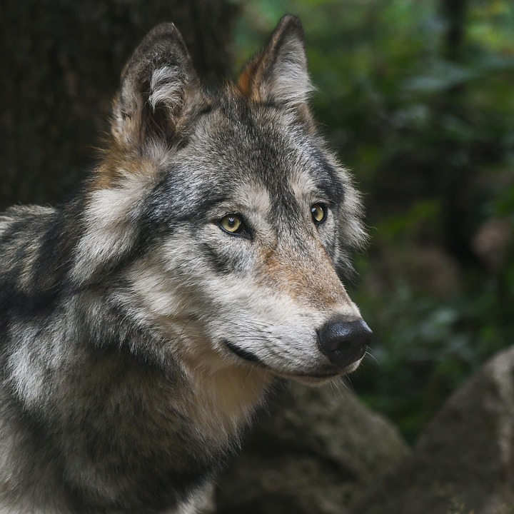Wolf, Portrait, Predator, Head - Gray Wolf , HD Wallpaper & Backgrounds
