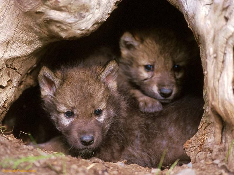 Howling For Justice - Baby Wolves In Den , HD Wallpaper & Backgrounds