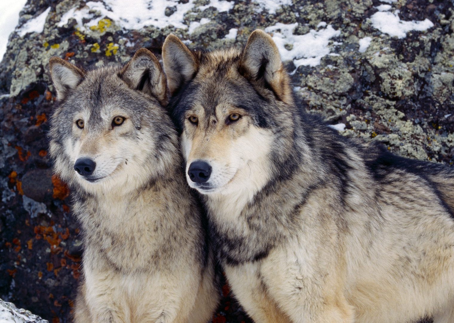 You May Also Like - Des Loups Dans La Neige , HD Wallpaper & Backgrounds