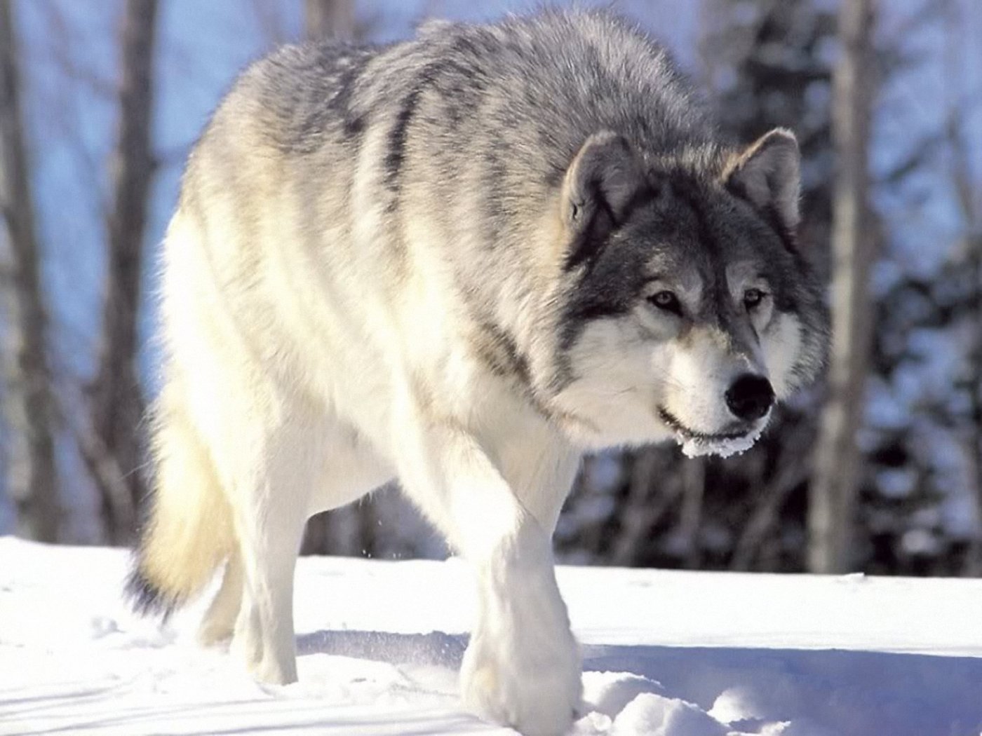 Wolf Arctic , HD Wallpaper & Backgrounds