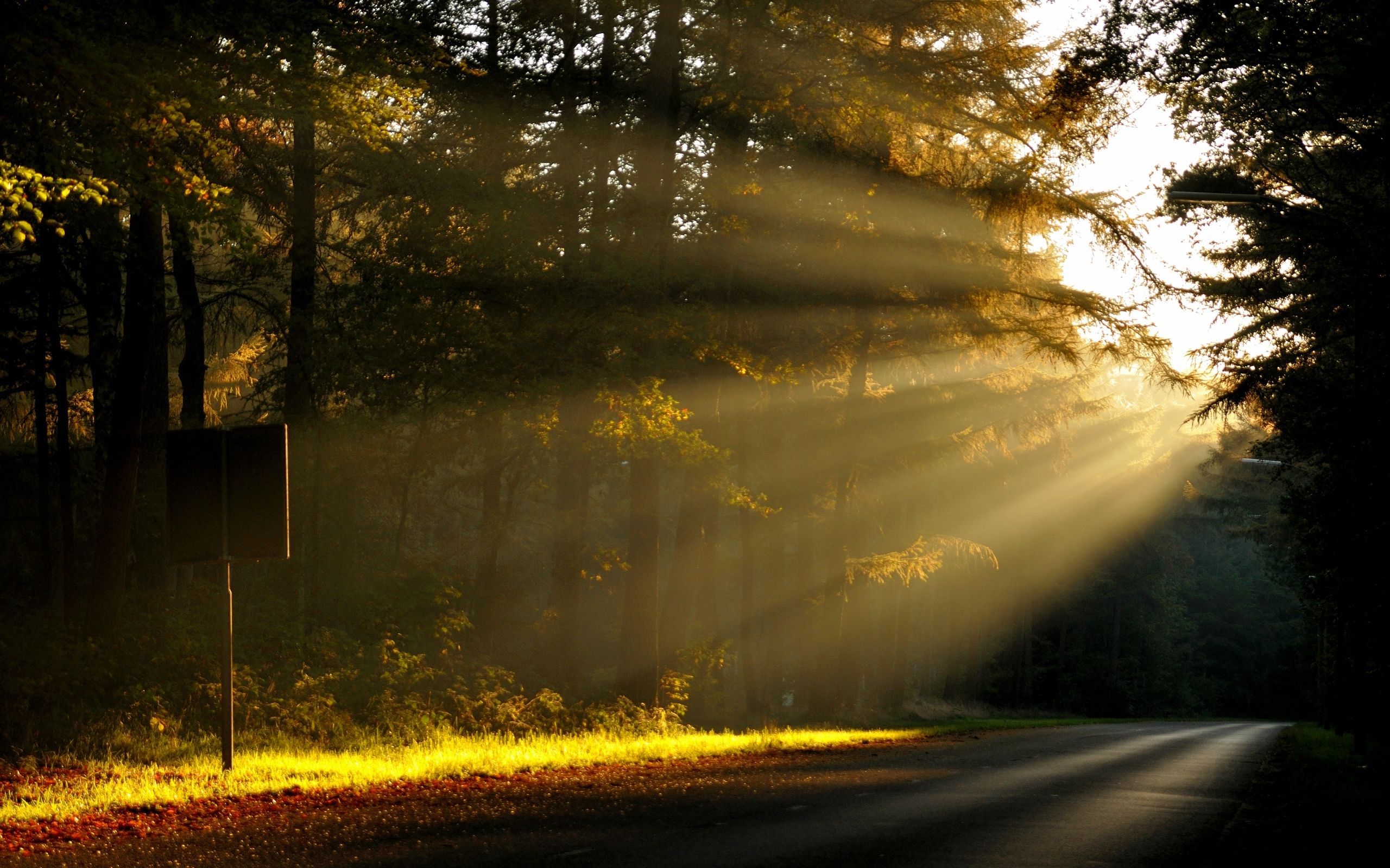 Morning Sun Rays In The Forest Wallpaper - Sun Rays , HD Wallpaper & Backgrounds