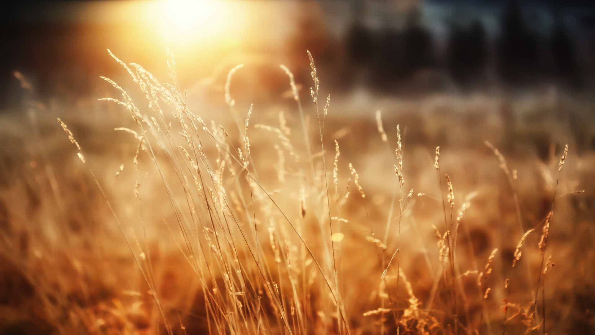 Morning Sunlight Wallpaper - Nature Blur Png Background Hd , HD Wallpaper & Backgrounds