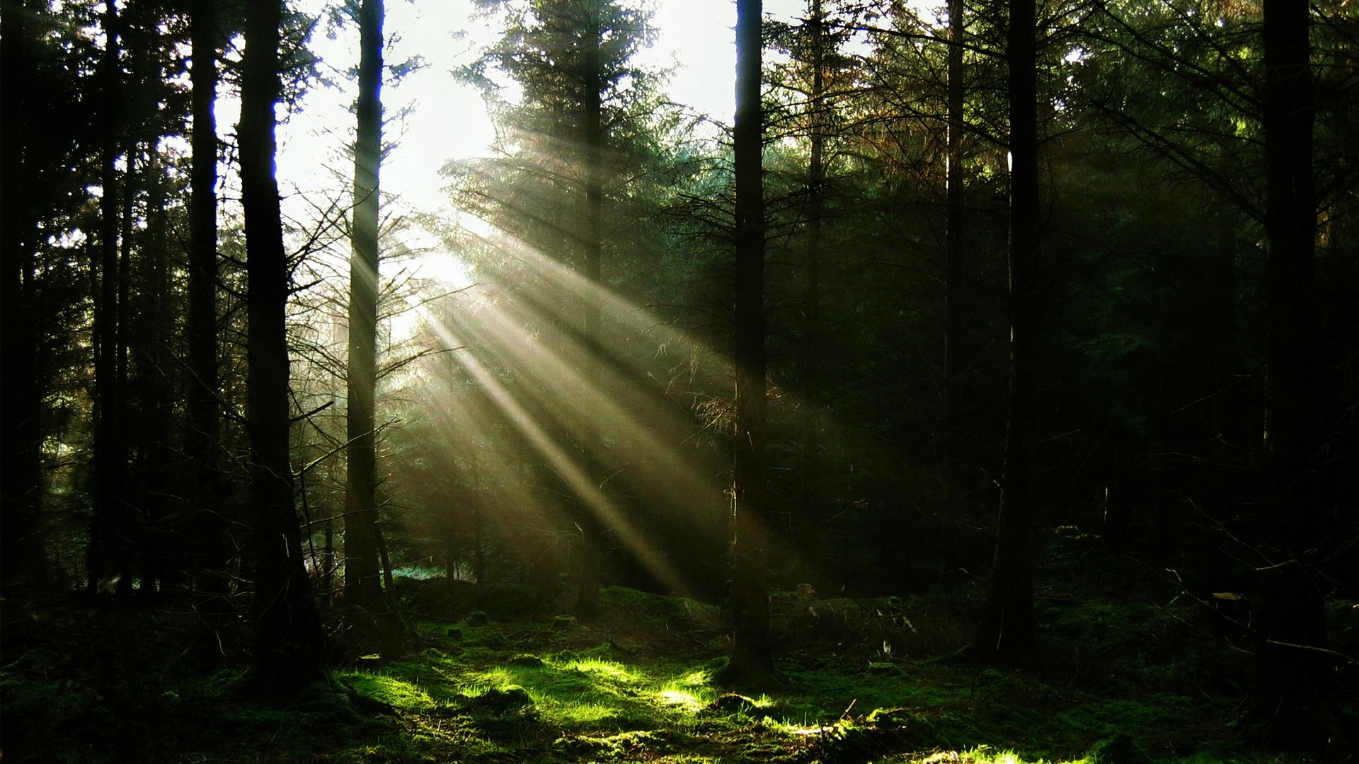 Beautiful Sunrays Wallpapers [wallpaper Wednesday] - Sun Ray In Forest , HD Wallpaper & Backgrounds