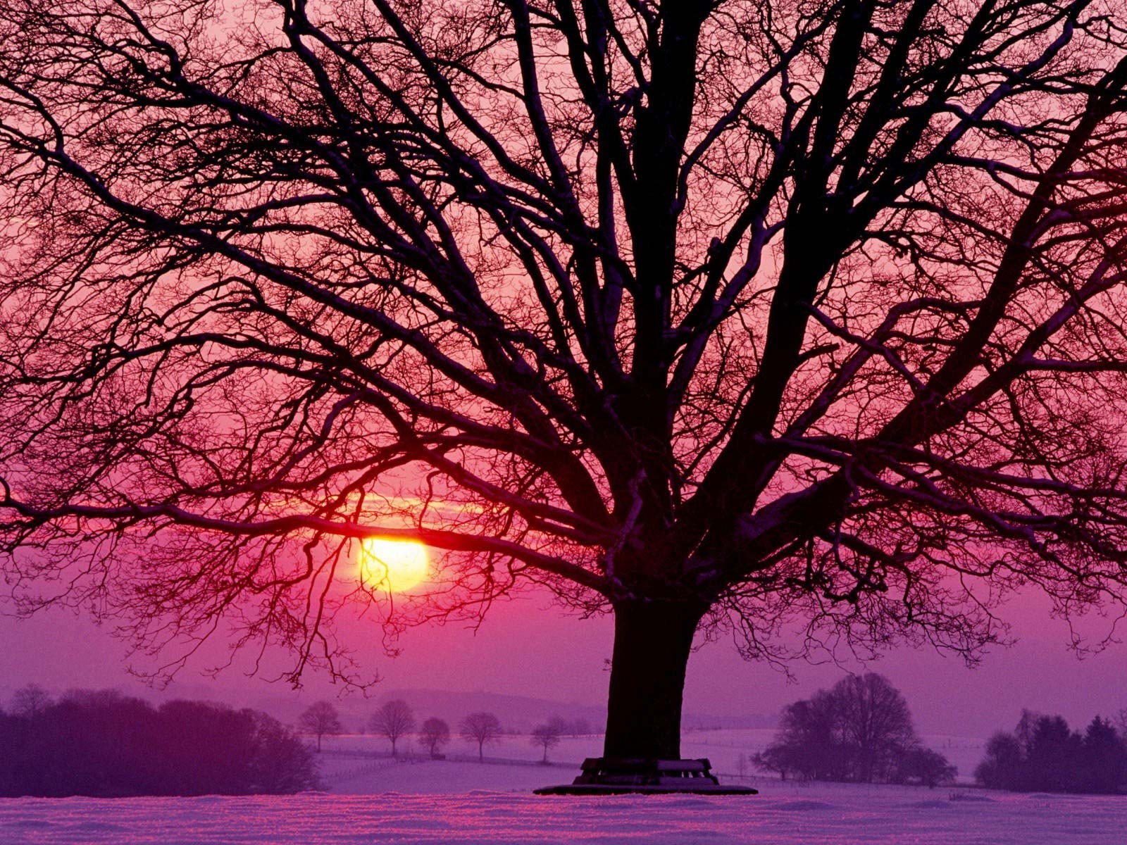 Winter Sunset Pink Purple Tree Black Sun Free Download - Rumi Tree , HD Wallpaper & Backgrounds