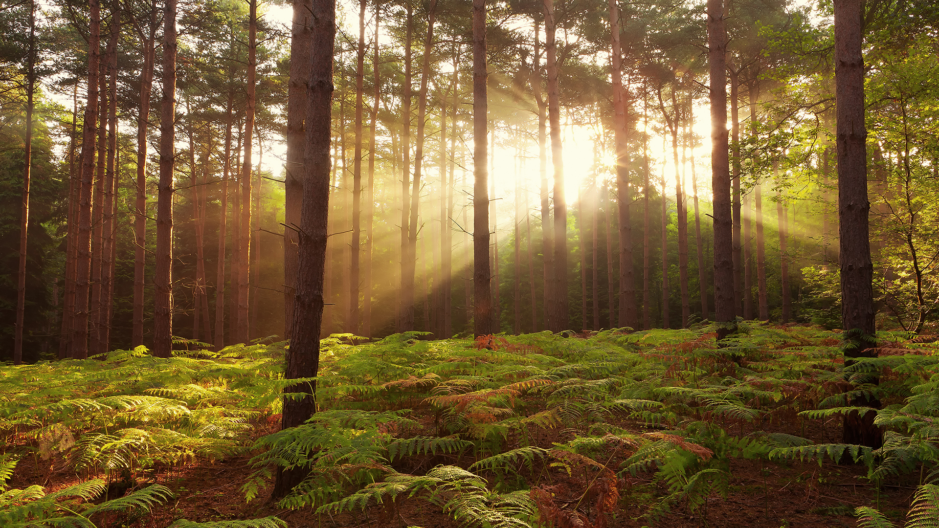 Sunrays Wallpaper - Sunrise In A Forest , HD Wallpaper & Backgrounds