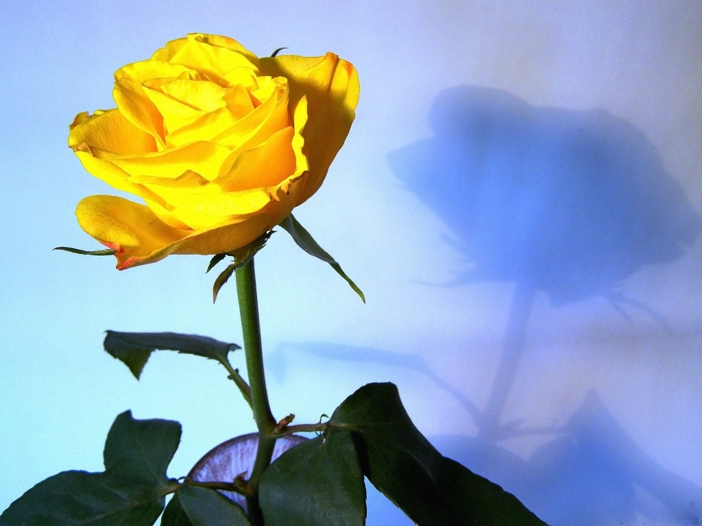 Friendship Flowers Roses Blessings Friends Love Full Floribunda