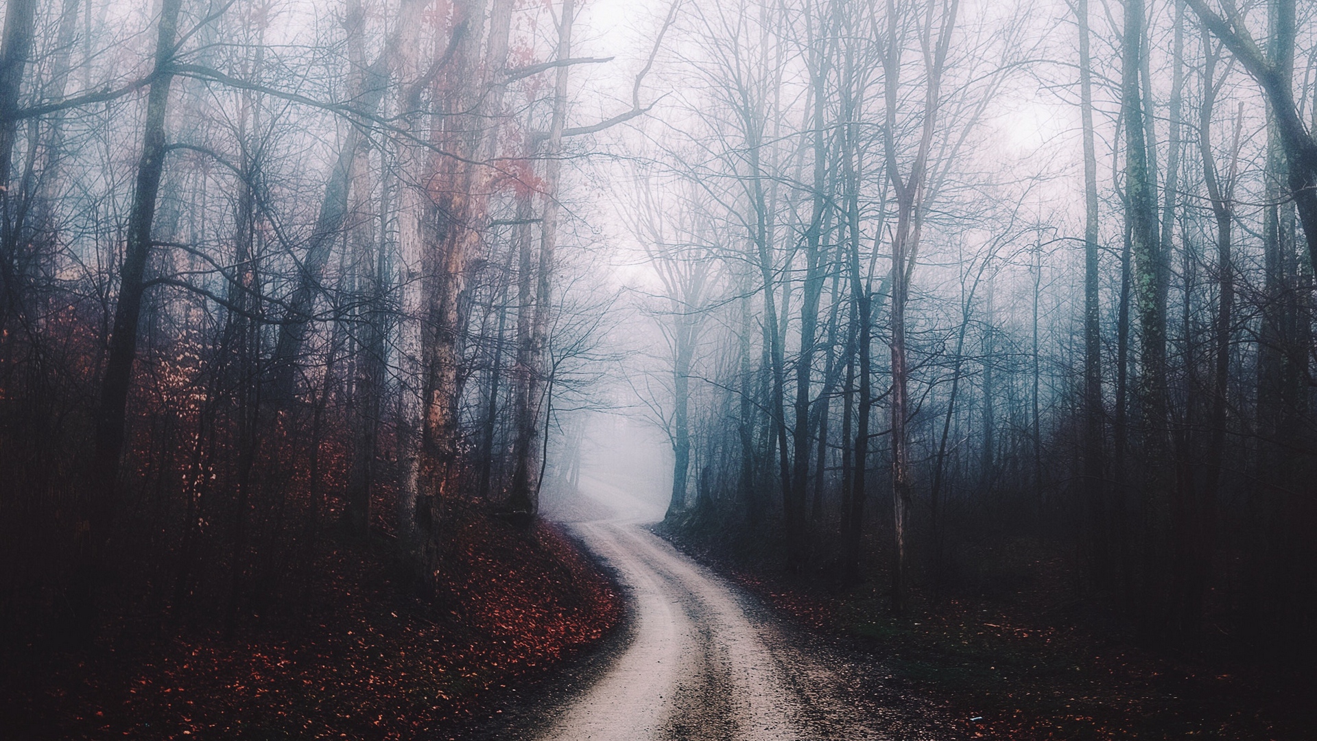 Wallpaper Forest, Fog, Path, Trees, Autumn - Wallpaper , HD Wallpaper & Backgrounds