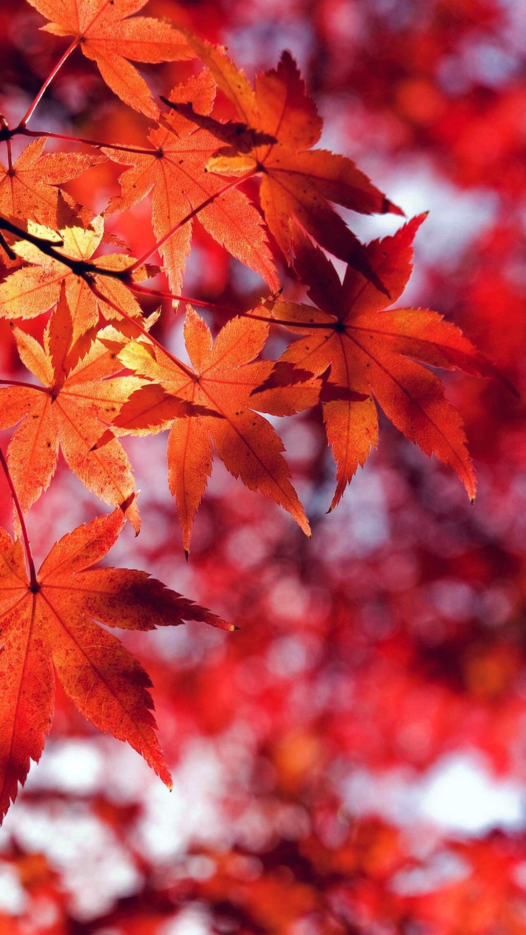 Fall Leaf Red Mountain Bokeh Iphone 7 Wallpaper Download - Fall Wallpaper For Iphone 8 Plus , HD Wallpaper & Backgrounds