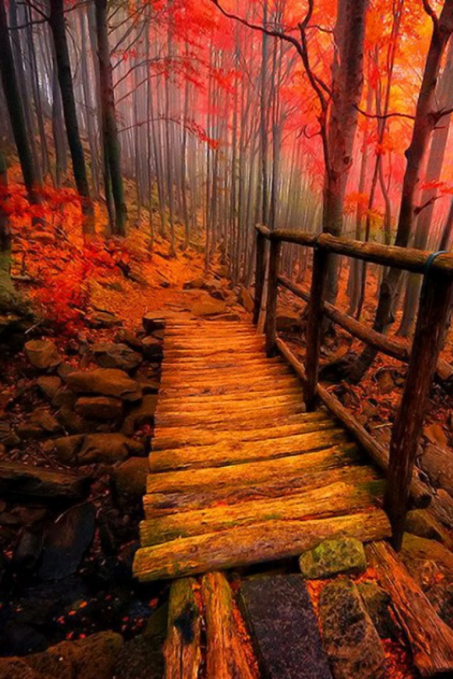 Autumn Path Mobile Wallpaper - Fall Wallpapers For Phone , HD Wallpaper & Backgrounds