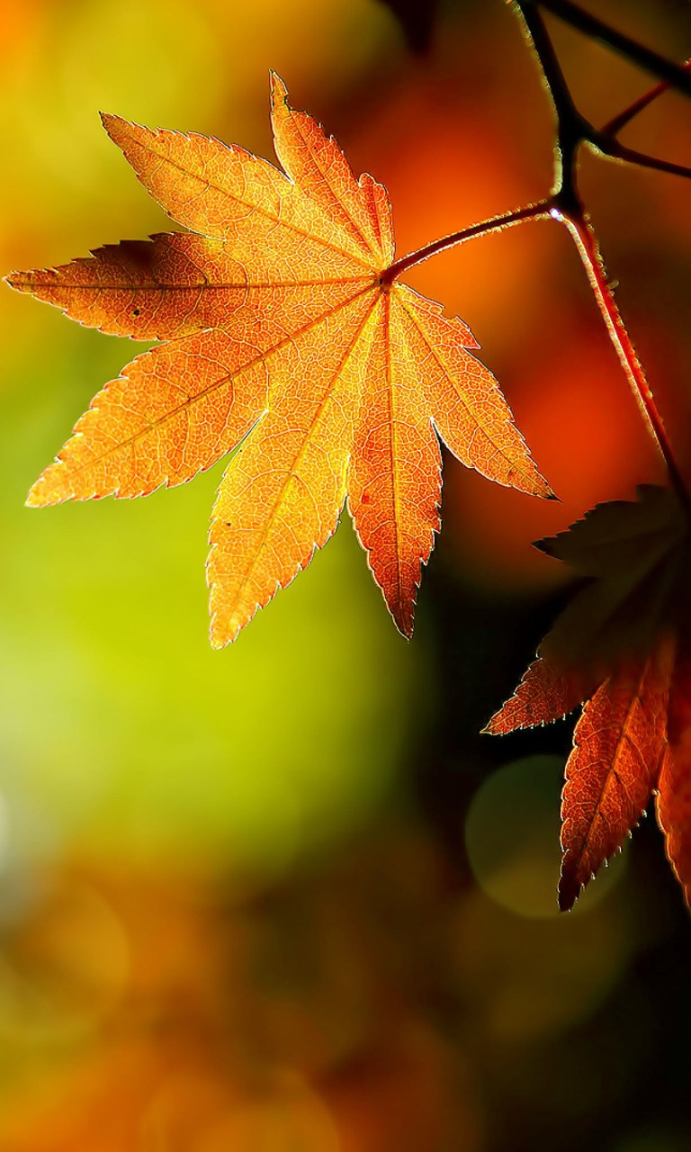 Download Free Mobile Phone Wallpaper Hd Autumn Leaves - Falling Maple Leaves Hd , HD Wallpaper & Backgrounds