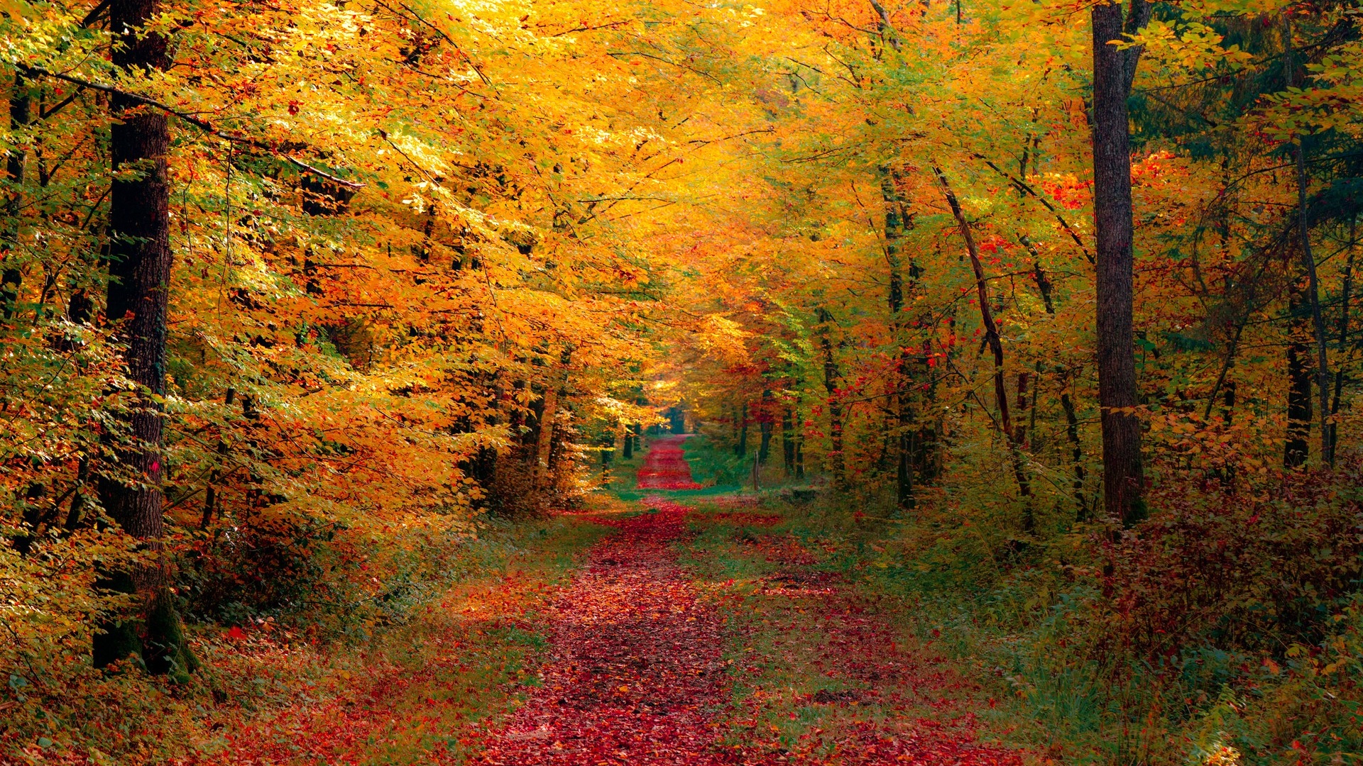 Autumn Wallpaper On Wallpaperget - Autumn Forest , HD Wallpaper & Backgrounds