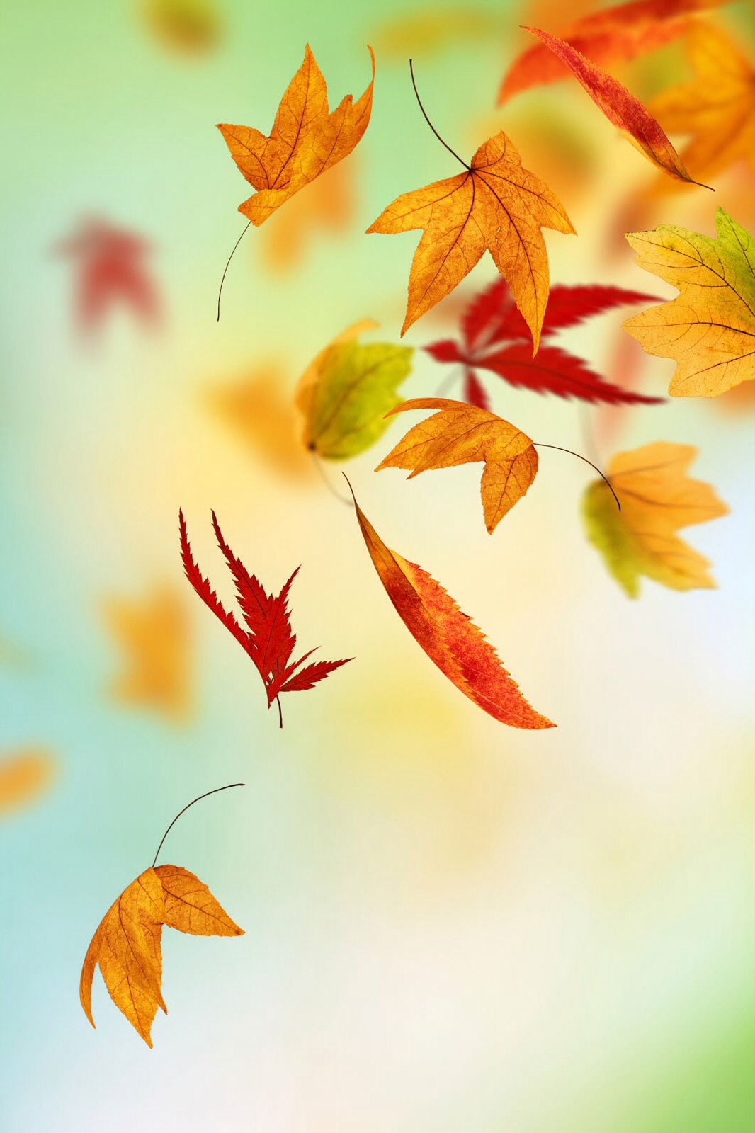 Fall Leaves Iphone Background - Fall Leaves Phone Background , HD Wallpaper & Backgrounds