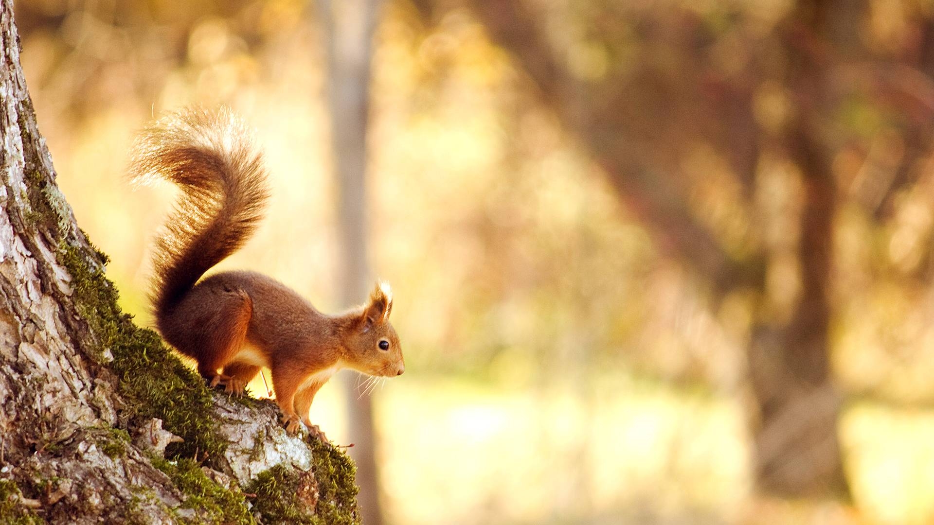 Background Squirrel , HD Wallpaper & Backgrounds